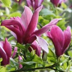 Magnolia Liliiflora 'Nigra' -RootJoy Sales Shop pl0000004135 card4 lg