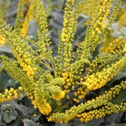 Mahonia × Media 'Winter Sun'