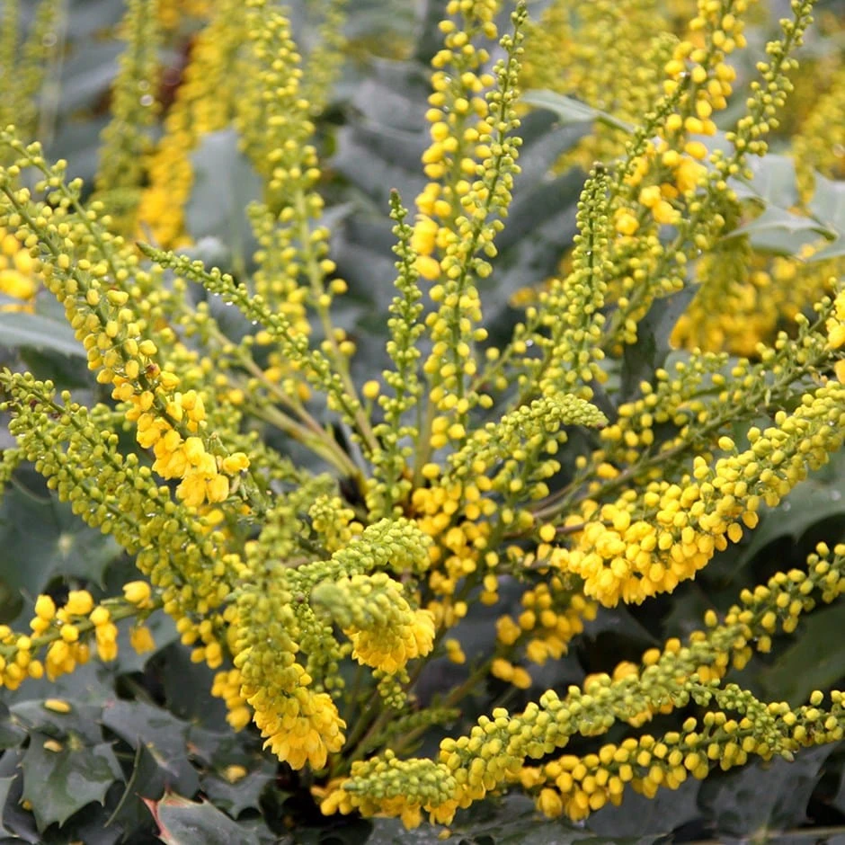 Mahonia × Media 'Winter Sun' 1 Mahonia × Media 'Winter Sun'