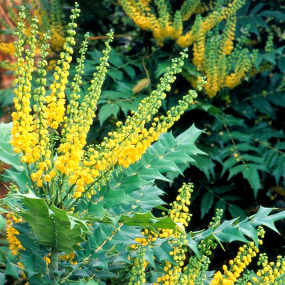 Mahonia × Media 'Winter Sun' 2 Mahonia × Media 'Winter Sun' - Image 2