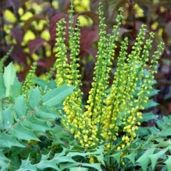 Mahonia × Media 'Winter Sun' 5 Mahonia × Media 'Winter Sun' -RootJoy Sales Shop pl0000004161 card3 lg