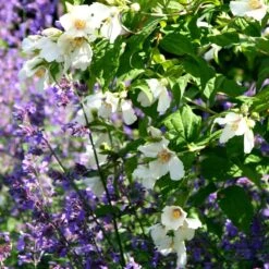 Philadelphus 'Belle Étoile' -RootJoy Sales Shop pl0000004184 card3 lg