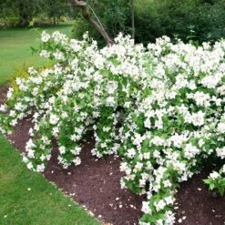 Philadelphus 'Belle Étoile' -RootJoy Sales Shop pl0000004184 card4 lg