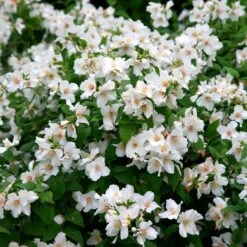 Philadelphus 'Belle Étoile' -RootJoy Sales Shop pl0000004184 card5 lg