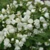 Philadelphus 'Manteau D'Hermine'