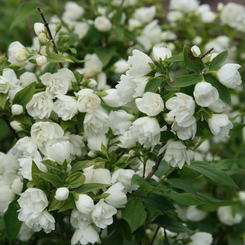 Philadelphus 'Manteau D'Hermine' 1 Philadelphus 'Manteau D'Hermine'