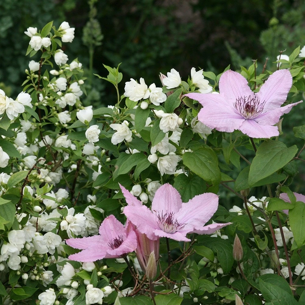 Philadelphus 'Manteau D'Hermine' 2 Philadelphus 'Manteau D'Hermine' - Image 2