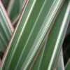 Phormium Cookianum Subsp. Hookeri 'Tricolor'