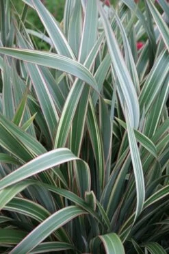 Phormium Cookianum Subsp. Hookeri 'Tricolor' 5 Phormium Cookianum Subsp. Hookeri 'Tricolor' -RootJoy Sales Shop pl0000004203 card3 lg