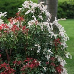 Pieris 'Forest Flame' -RootJoy Sales Shop pl0000004237 card3 lg