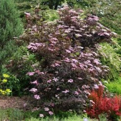 Sambucus Nigra F. Porphyrophylla 'Gerda' (PBR) 7 Sambucus Nigra F. Porphyrophylla 'Gerda' (PBR) -RootJoy Sales Shop pl0000004353 card4 lg