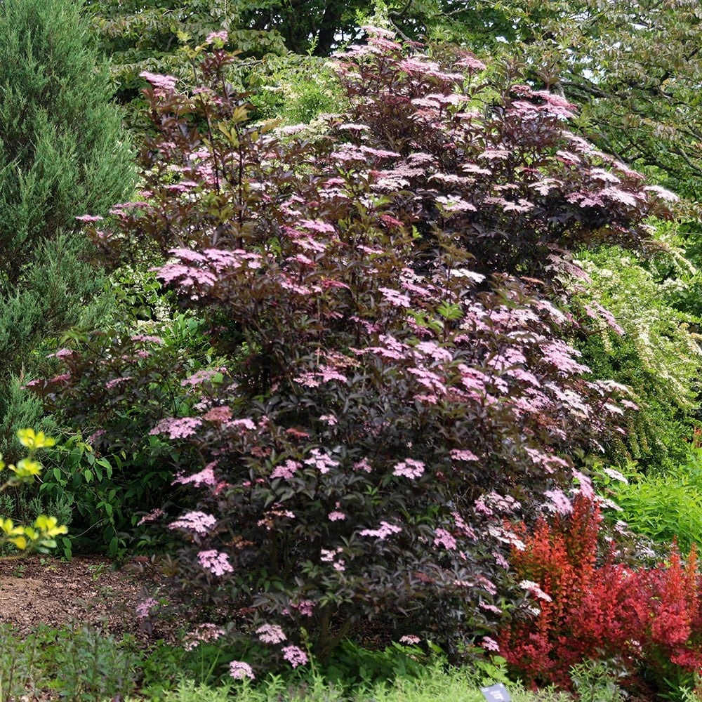 Sambucus Nigra F. Porphyrophylla 'Gerda' (PBR) 4 Sambucus Nigra F. Porphyrophylla 'Gerda' (PBR) - Image 4