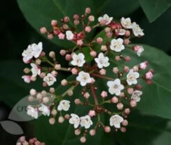 Viburnum Tinus 'Eve Price' 7 Viburnum Tinus 'Eve Price' -RootJoy Sales Shop pl0000004483 card4 lg