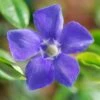 Vinca Major