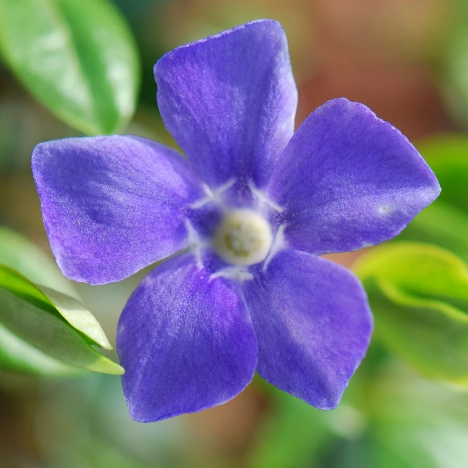 Vinca Major 1 Vinca Major