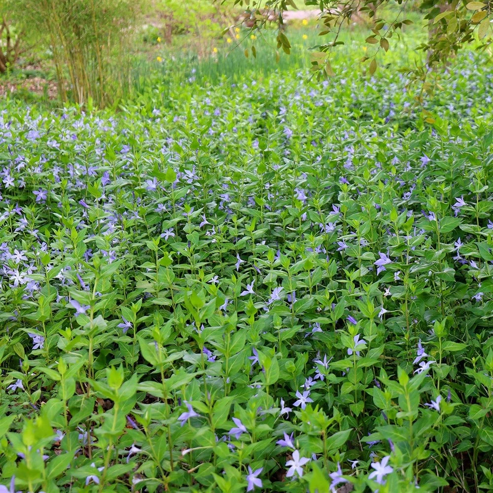 Vinca Major 2 Vinca Major - Image 2