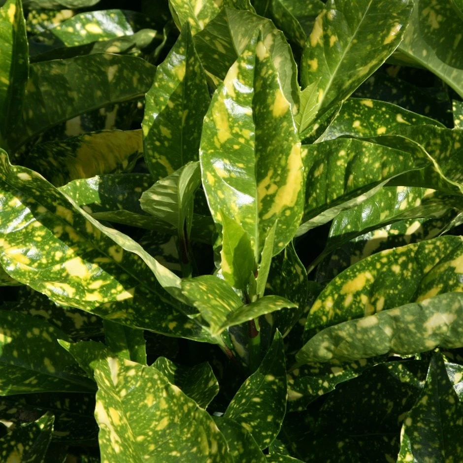 Aucuba Japonica 'Crotonifolia' 1 Aucuba Japonica 'Crotonifolia'