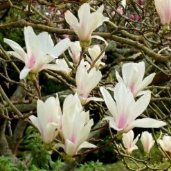 Magnolia × Soulangeana 'Alba Superba' -RootJoy Sales Shop pl0000007929 card2 lg