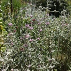 Phlomis Italica -RootJoy Sales Shop pl0000007961 card3 lg