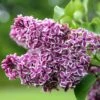 Syringa Vulgaris 'Sensation'