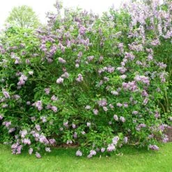 Syringa Vulgaris 'Sensation' -RootJoy Sales Shop pl0000008055 card2 lg