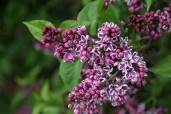 Syringa Vulgaris 'Sensation' -RootJoy Sales Shop pl0000008055 card3 lg