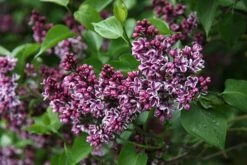 Syringa Vulgaris 'Sensation' -RootJoy Sales Shop pl0000008055 card4 lg
