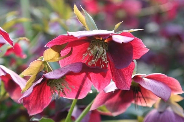 Helleborus × Hybridus Harvington Red 2 Helleborus × Hybridus Harvington Red - Image 2