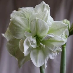 Hippeastrum (Double Galaxy Group) 'Marilyn' (PBR)