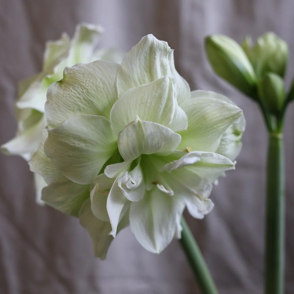 Hippeastrum (Double Galaxy Group) 'Marilyn' (PBR) 2 Hippeastrum (Double Galaxy Group) 'Marilyn' (PBR) - Image 2
