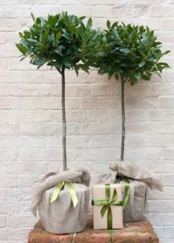 Laurus Nobilis -RootJoy Sales Shop pl1000000576 card3 lg