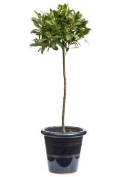 Laurus Nobilis -RootJoy Sales Shop pl1000000576 card4 lg