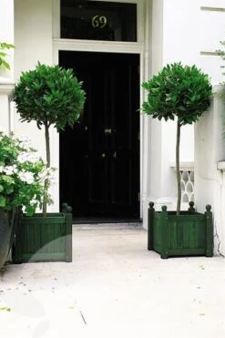 Laurus Nobilis -RootJoy Sales Shop pl1000000576 card5 lg