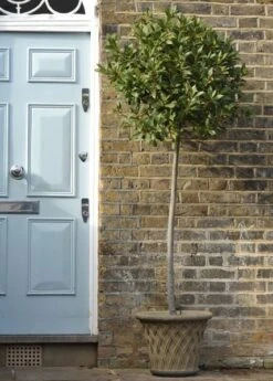 Laurus Nobilis -RootJoy Sales Shop pl1000000576 card6 lg