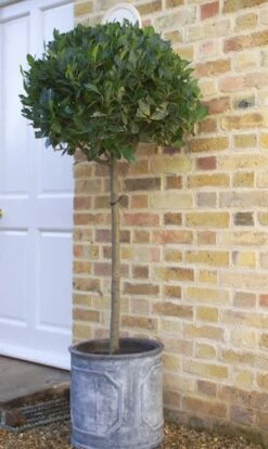 Laurus Nobilis -RootJoy Sales Shop pl1000000576 card7 lg