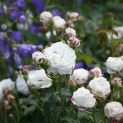 Rosa 'Boule De Neige' -RootJoy Sales Shop pl2000002339 card3 lg