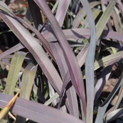 Phormium 'Platt's Black'