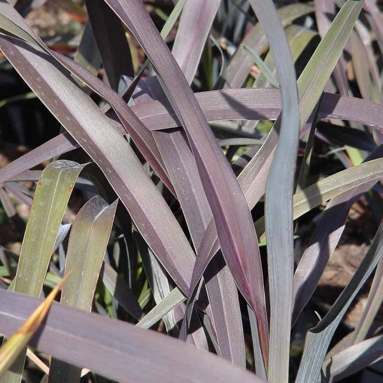 Phormium 'Platt's Black' 1 Phormium 'Platt's Black'
