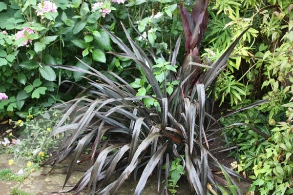 Phormium 'Platt's Black' 2 Phormium 'Platt's Black' - Image 2