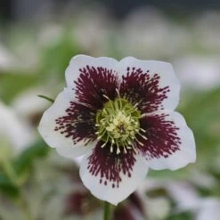 Helleborus × Hybridus Harvington White Speckled