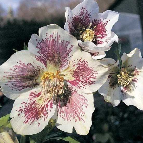 Helleborus × Hybridus Harvington White Speckled 2 Helleborus × Hybridus Harvington White Speckled - Image 2