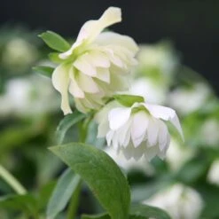Helleborus Hybridus Harvington Double White
