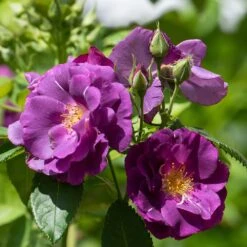 Rosa Rhapsody In Blue ('Frantasia') (PBR) -RootJoy Sales Shop pl2000005376 card3 lg