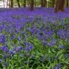 Hyacinthoides Non-scripta