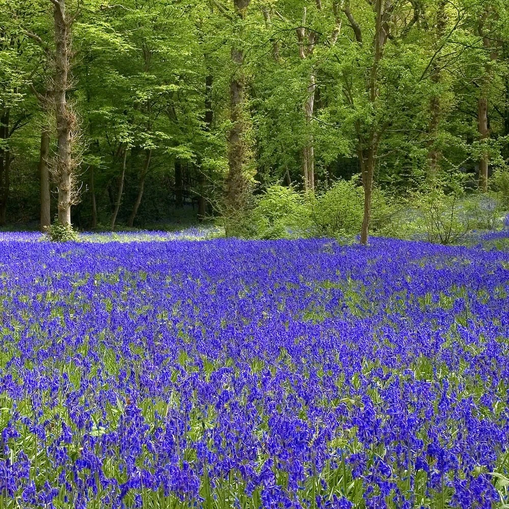 Hyacinthoides Non-scripta 2 Hyacinthoides Non-scripta - Image 2