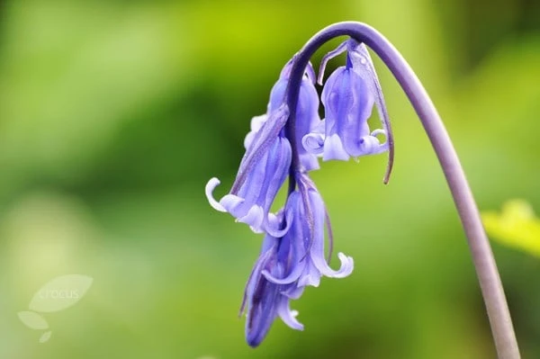 Hyacinthoides Non-scripta 3 Hyacinthoides Non-scripta - Image 3