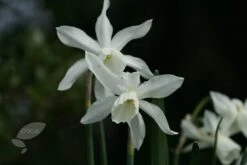 Narcissus 'Thalia' -RootJoy Sales Shop pl2000008256 card3 lg