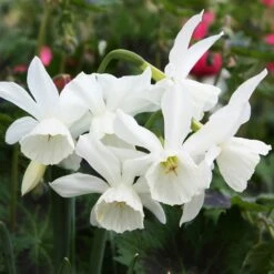 Narcissus 'Thalia' -RootJoy Sales Shop pl2000008256 card4 lg