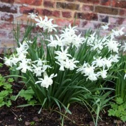 Narcissus 'Thalia' -RootJoy Sales Shop pl2000008256 card5 lg