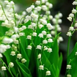 Convallaria Majalis